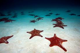 starfish galapagos